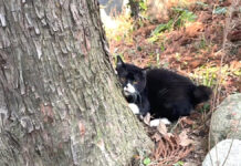 「木登りみてて」とばかりに突然木にしがみついた猫さん。その可愛すぎる仕草にキュンとする♡ 突然木登りする猫