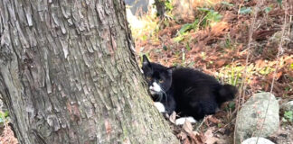 突然木登りする猫