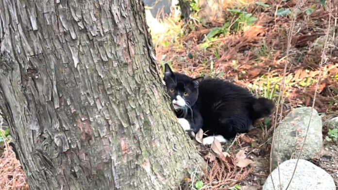 突然木登りする猫