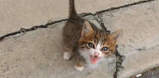 独りぼっちの子猫