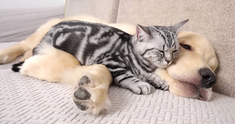 犬に寄り添う子猫