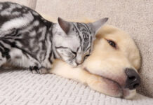 犬に寄り添う子猫