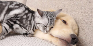 犬に寄り添う子猫