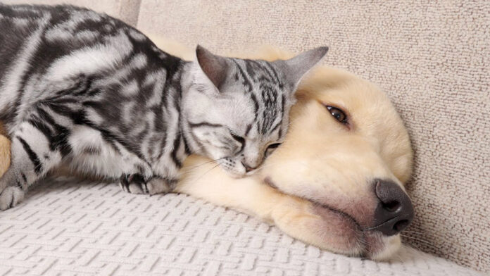 犬に寄り添う子猫