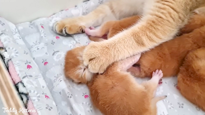 子猫をコネコネする母猫