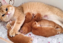 子猫をコネコネする母猫