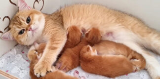 子猫をコネコネする母猫