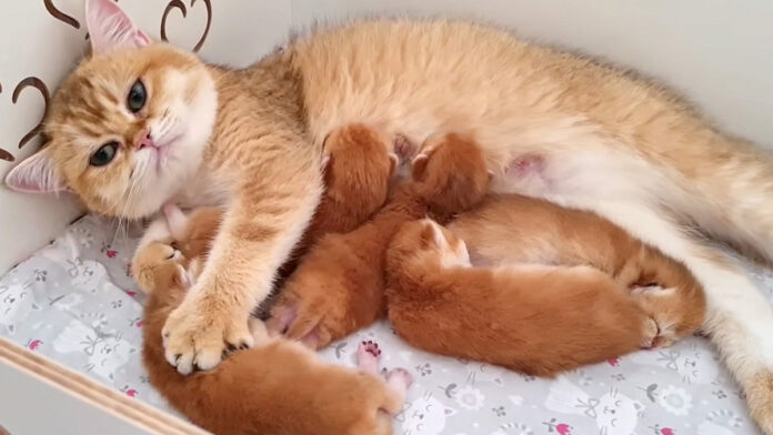 子猫をコネコネする母猫