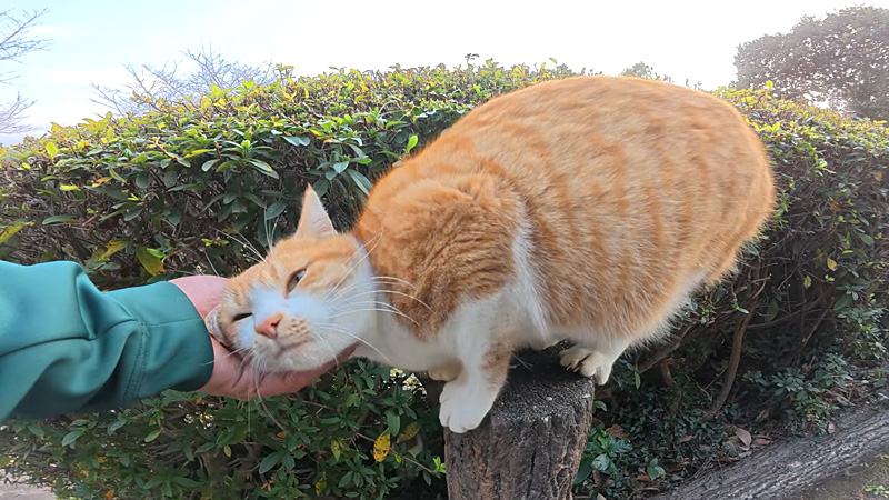 ナデナデされる茶白猫