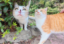 公園で出会った猫達