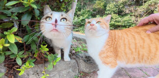 公園で出会った猫達