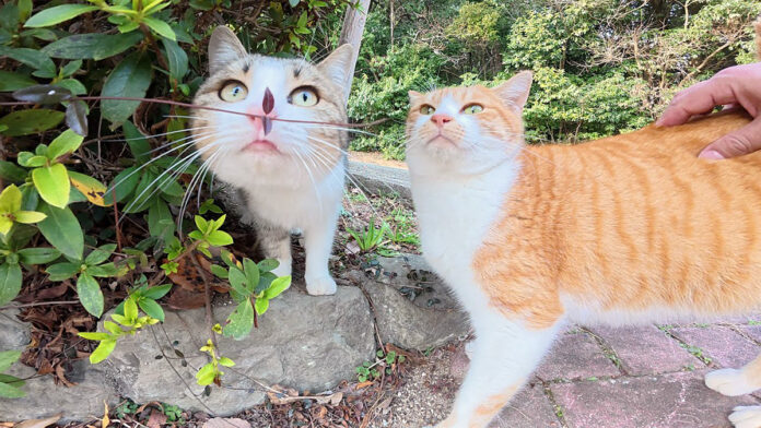 公園で出会った猫達