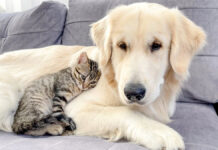 ゴールデンレトリバーを怖がっていたのに… 寄り添って眠るようになった子猫にキュンとする♡ 犬に寄り添う子猫