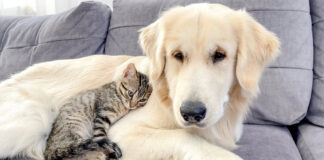 犬に寄り添う子猫