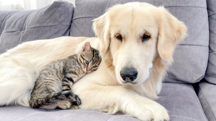 犬に寄り添う子猫