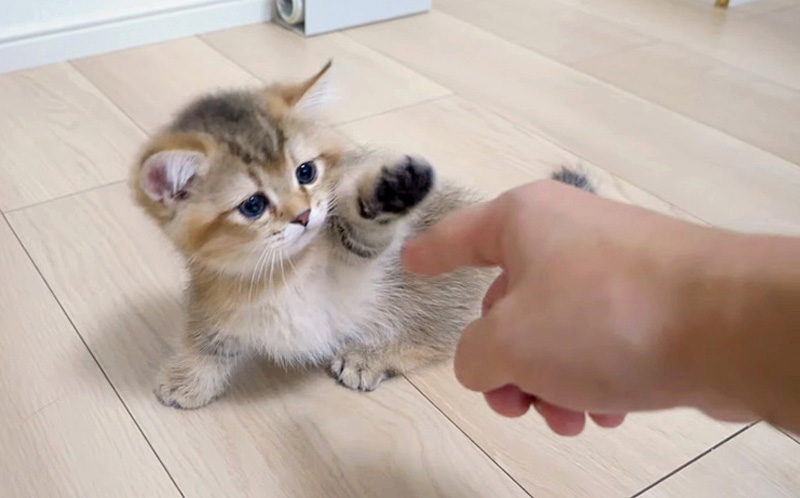 猫パンチを繰り出す子猫