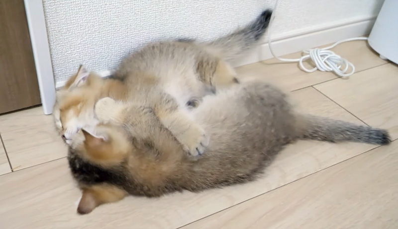 遊ぶ子猫達