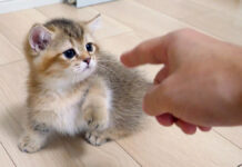 猫パンチを繰り出す子猫