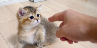 猫パンチを繰り出す子猫