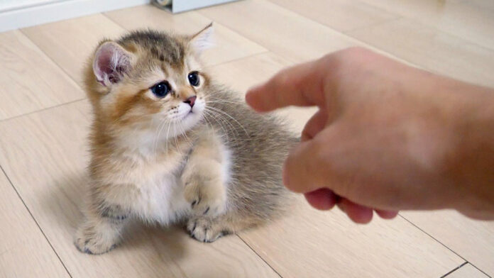 猫パンチを繰り出す子猫