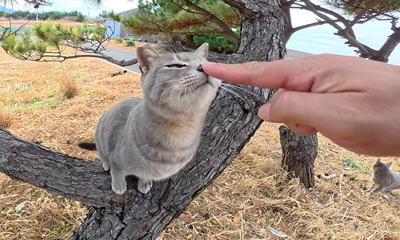 挨拶する猫