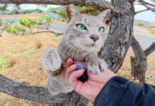 「マイクをよこせー!」と木に登って要求してくる猫さんが激しかった! マイクを奪う猫