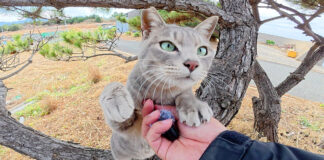 マイクを奪う猫