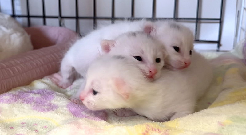 寄り添う子猫達