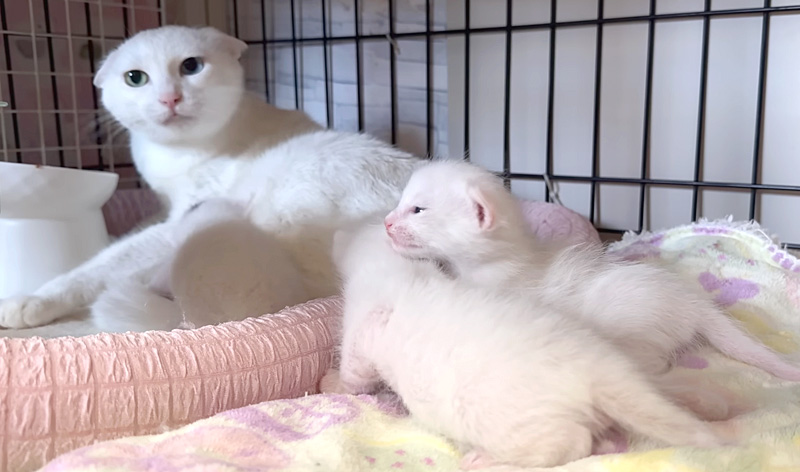 母猫に甘える子猫達