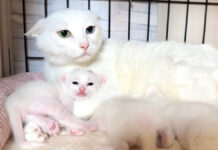 母猫に甘える子猫