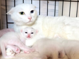 伝説のマザコン子猫が2年ぶりにママに甘えた！ その待望の瞬間に心が
