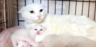 母猫に甘える子猫