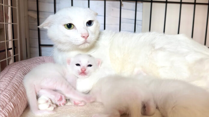 母猫に甘える子猫