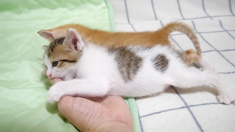 ママに甘える子猫達