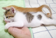 ママに甘える子猫達