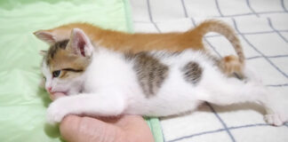 ママに甘える子猫達