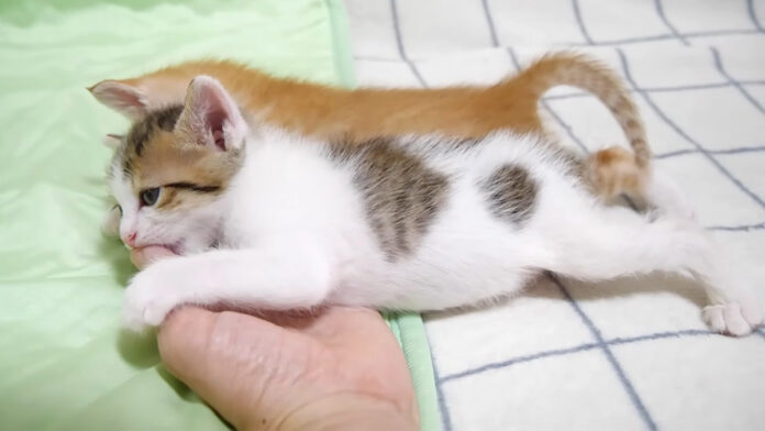 ママに甘える子猫達