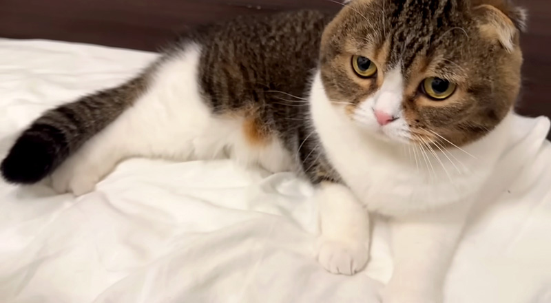 ベッドでくつろぐ猫