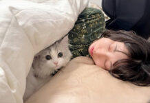 疲れて眠るママの布団にコッソリと忍び込んで添い寝する子猫が可愛い♪ ママのベッドにこっそり入った子猫