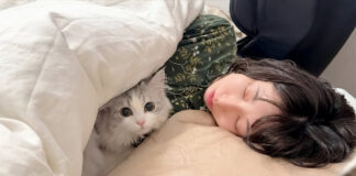 ママのベッドにこっそり入った子猫