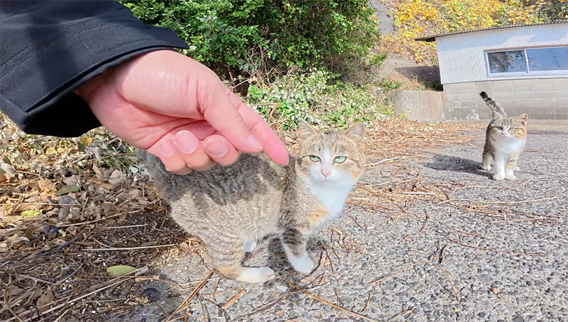 子猫と遊ぼうとする男性