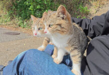 膝の上の子猫達