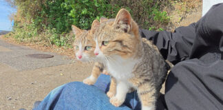 膝の上の子猫達