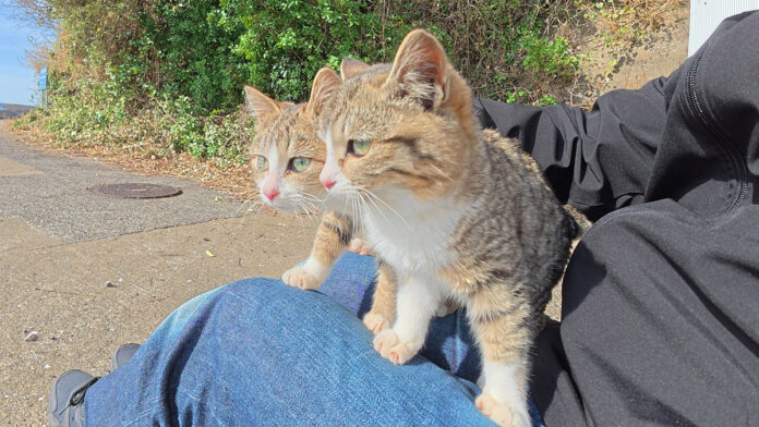 膝の上の子猫達