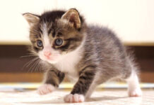 ヨチヨチ歩きの子猫