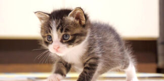 ヨチヨチ歩きの子猫