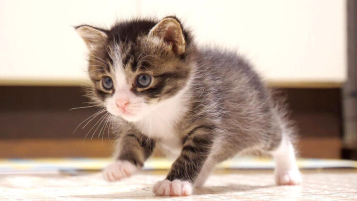 ヨチヨチ歩きの子猫