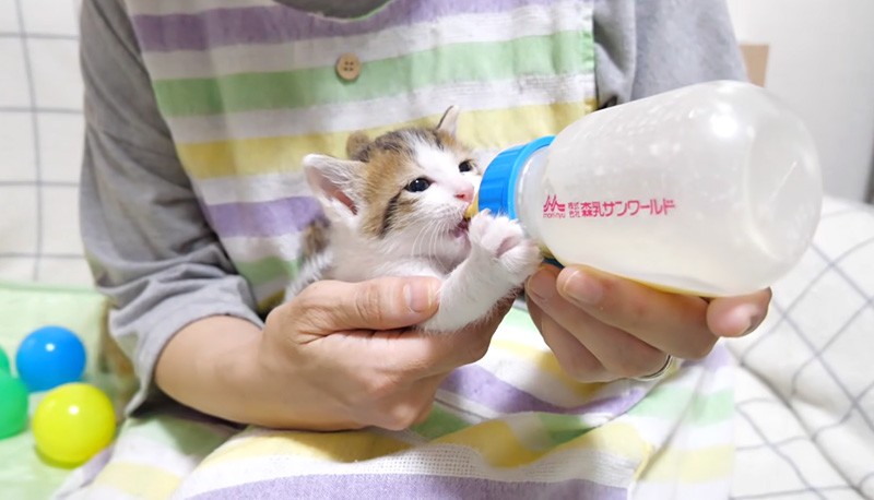 ミルクを飲む子猫