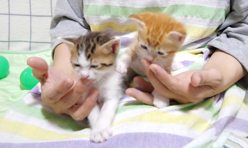 指を吸う子猫達