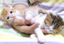 右手に集合する子猫達